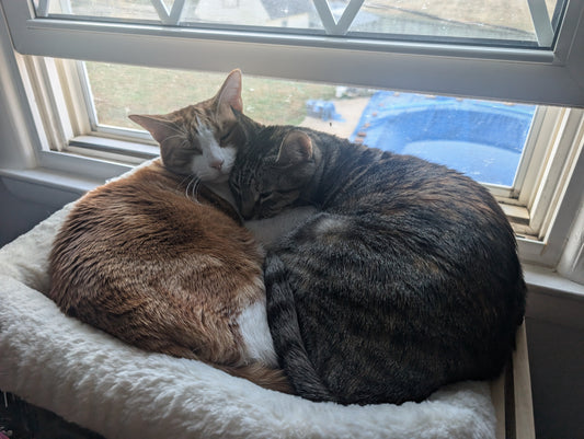 5,000 Orders Milestone!