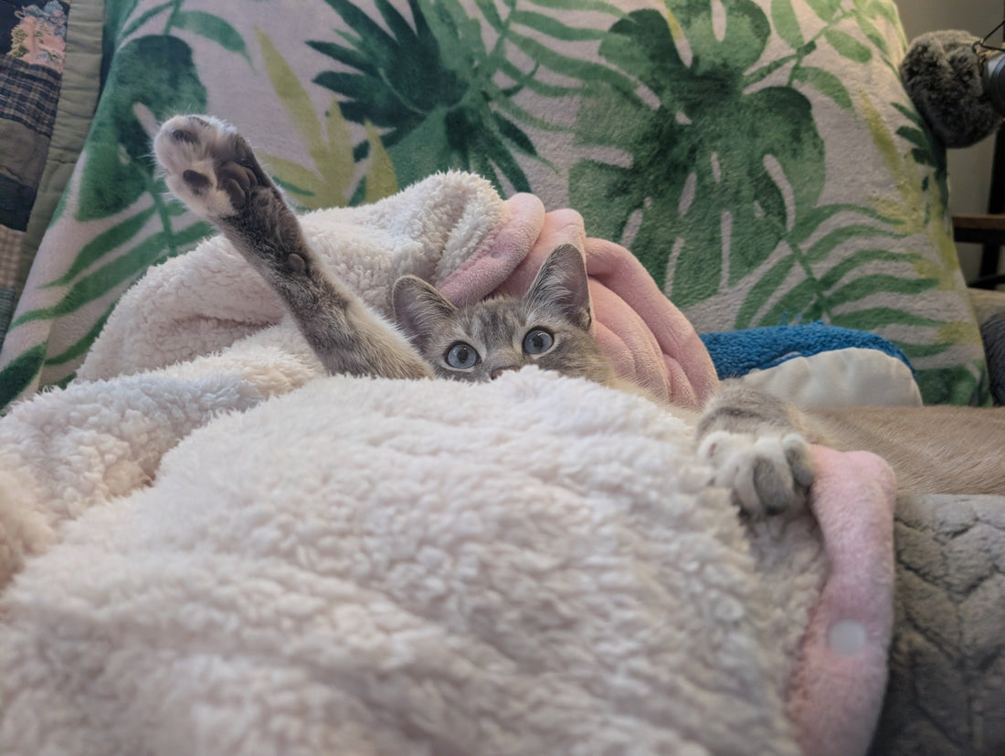 My Cat Is Allergic to Chicken And It Was Almost Impossible to Find Cat Food Without It