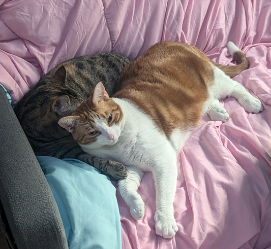 Pixel and Gizmo cuddling on a chair